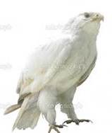 white hawk image