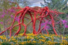 red tree roots image