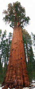 Sequoia Pine Tree