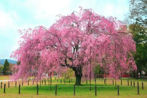 cherryblossom tree