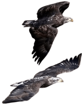 2 flying eagles image supplied by Chris G Bennett