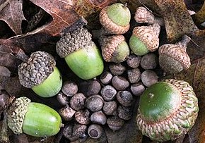 Acorns small and large by David Hill